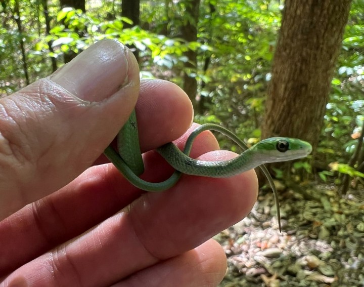 Rough Green Snake